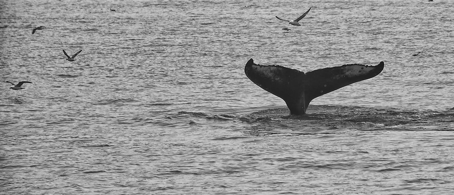 Psihosfera Psihologija Geštalt Psihoterapija